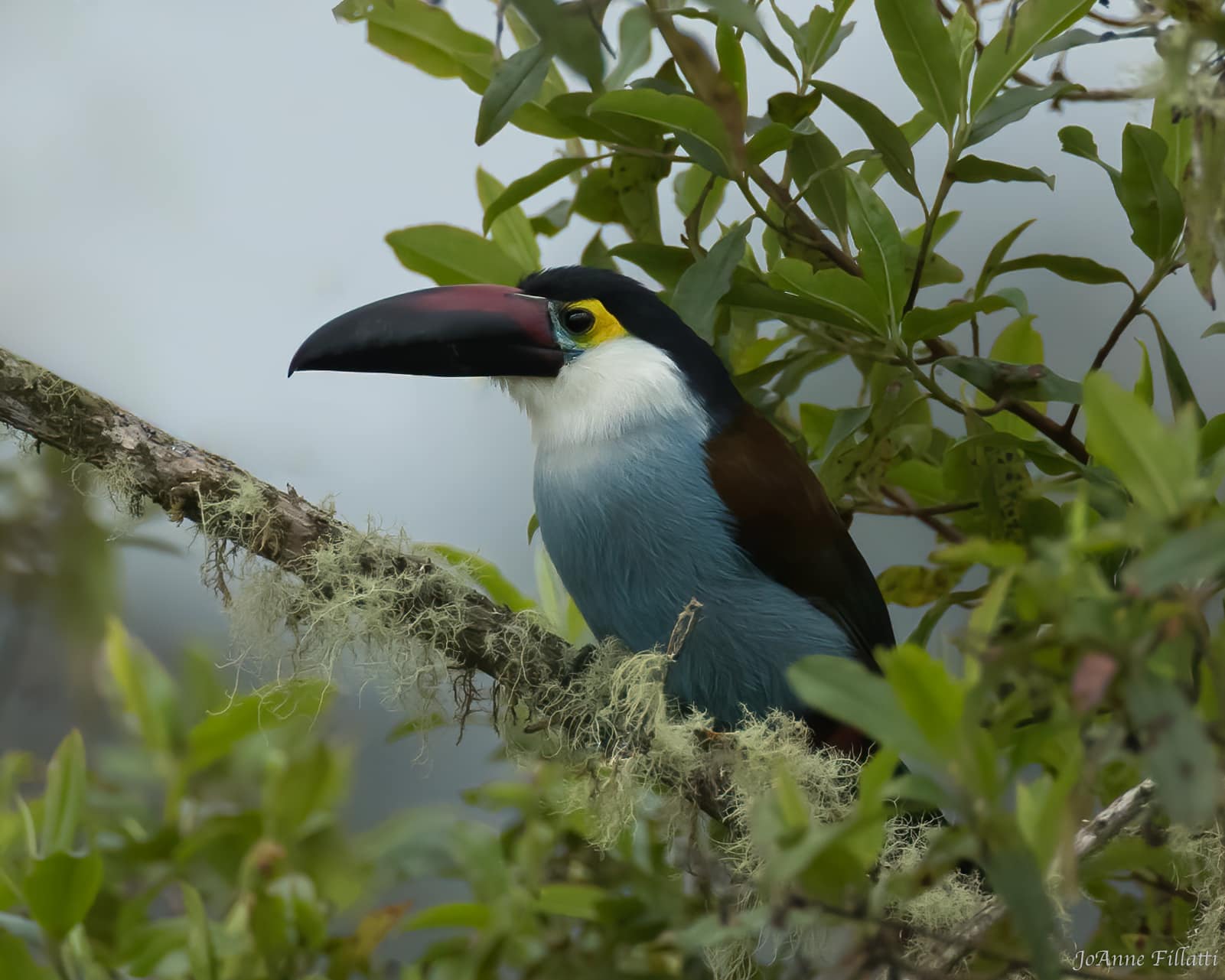 bird of colombia image 4